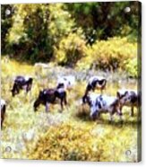 Dairy Cows In A Summer Pasture Acrylic Print