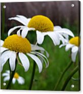 Daisies Acrylic Print