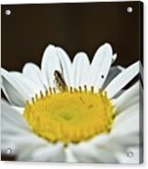 Daisy And Leafhopper Acrylic Print