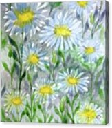 Daisy Dreams Acrylic Print