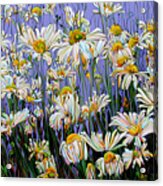 Daisy Spirit Sundance Acrylic Print