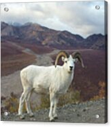Dalls Sheep In Denali Acrylic Print
