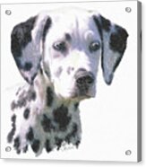 Dalmatian Puppy Acrylic Print