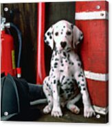 Dalmatian Puppy With Fireman's Helmet Acrylic Print