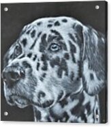 Dalmation Portrait Acrylic Print