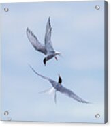 Dancing Arctic Terns Acrylic Print