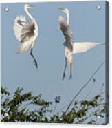 Dancing Egrets 2017-1 Acrylic Print
