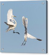 Dancing Egrets 2017-2 Acrylic Print
