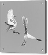 Dancing Egrets 2017-3 Acrylic Print