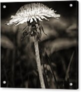 Dandelion In Black And Wite Acrylic Print