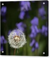 Dandelion In Bluebells Acrylic Print