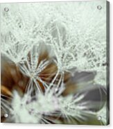 Dandelion With Droplets Ii Acrylic Print