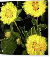 Dandelions By Mary Krupa Acrylic Print