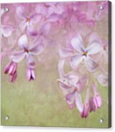 Dangle Me Lilac Acrylic Print