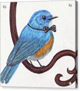 Dapper Bluebird Acrylic Print