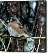 Dark-eyed Junco During A Snowfall Acrylic Print