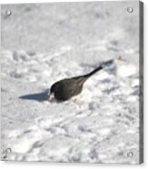 Dark-eyed Junco - Slate-colored Race Acrylic Print