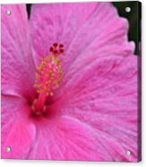 Dark Pink Hibiscus 1 Acrylic Print