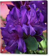 Dark Purple Rhododendrons Acrylic Print