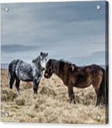 Dartmoor Ponies On Dartmoor Acrylic Print