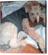 Dasher Our Airedale Acrylic Print