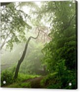 Daylight Through The Fog. Acrylic Print