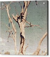 Dead Tree, Outback. Acrylic Print