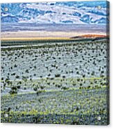 Death Valley Super Bloom Acrylic Print