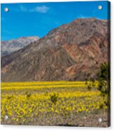Death Valley Super Bloom Acrylic Print