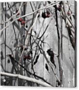 Decaying Shadows Acrylic Print