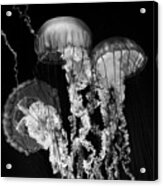Deep Sea Lanterns Acrylic Print