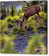Deer At Crater Lake, Oregon Acrylic Print
