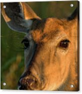 Deer Head Shot Acrylic Print