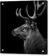 Deer In Black And White Acrylic Print