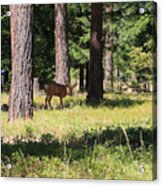 Deer In The Forest Acrylic Print