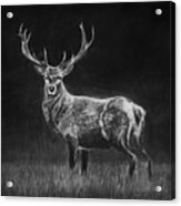Deer Sketch Acrylic Print