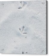 Delicate Bird Tracks In Powder Sand Destin Florida Acrylic Print