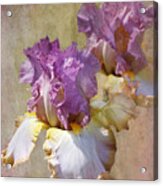 Delicate Gold And Lavender Iris Acrylic Print