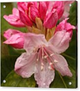 Delicate Pink Rhododendron Acrylic Print