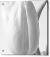Delicate Tulip Acrylic Print