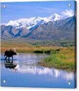 Denali National Park Acrylic Print