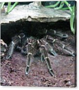 Desert Tarantula Acrylic Print