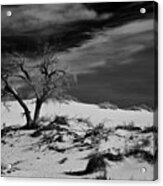 Desert Tree In White Sands Bw Acrylic Print