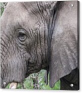 Detail Of An African Elephant's Face Acrylic Print