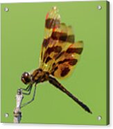 Detailed Dragonfly Acrylic Print