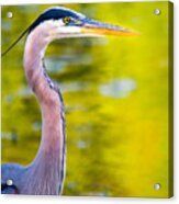 Details Of A Great Blue Heron Acrylic Print