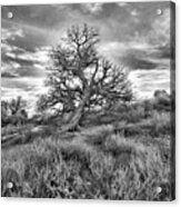 Devils Canyon Tree Acrylic Print