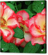 Dew-covered Roses Acrylic Print