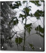 Dew Drops In Acrylic Print