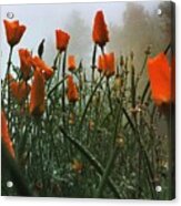 Dew On Misty Poppies Acrylic Print